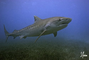 This image was taken in 09 at Tiger Beach. These animals ... by Steven Anderson 